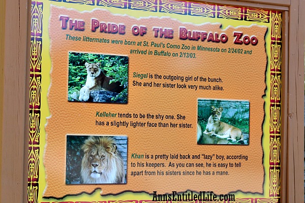 Buffalo Zoo African Lions