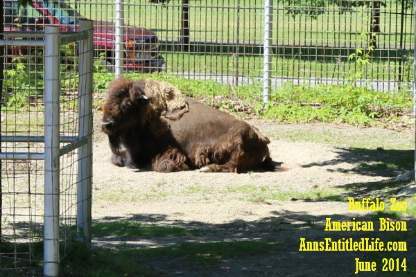 Buffalo Zoo Bison