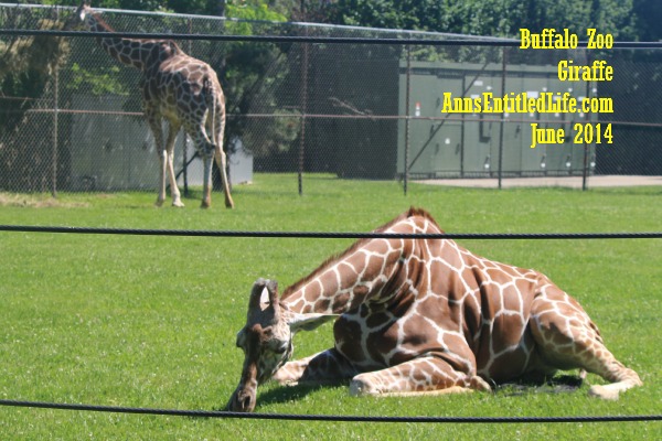 Buffalo Zoo Giraffe