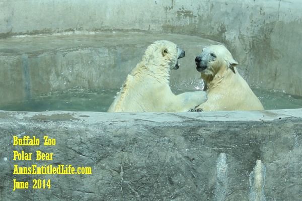 The Buffalo Zoo Polar Bear