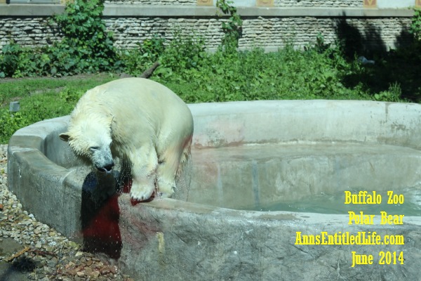 The Buffalo Zoo Polar Bear