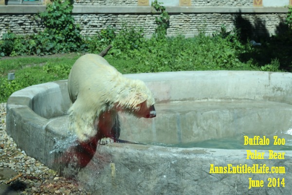The Buffalo Zoo Polar Bear