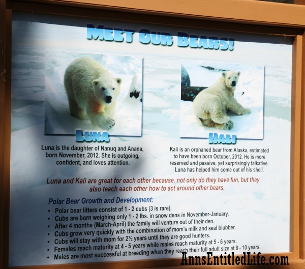 The Buffalo Zoo Polar Bear
