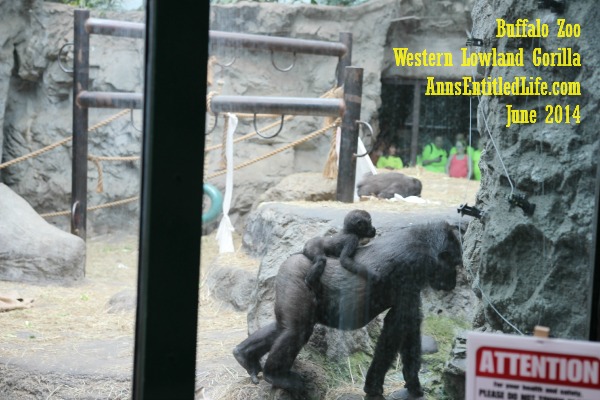Buffalo Zoo Gorillas