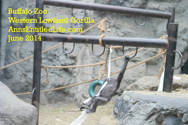 Buffalo Zoo Gorillas