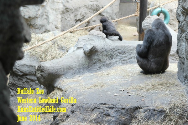 Buffalo Zoo Gorillas