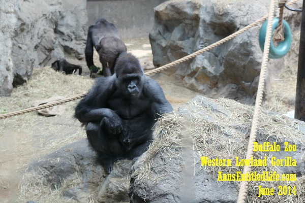 Buffalo Zoo Gorillas