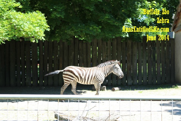 Buffalo Zoo Zebra