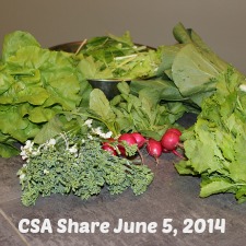 2014 CSA Share Week 1