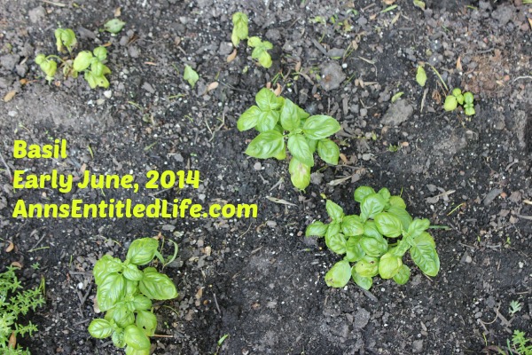 Basil Plants Early June, 2014