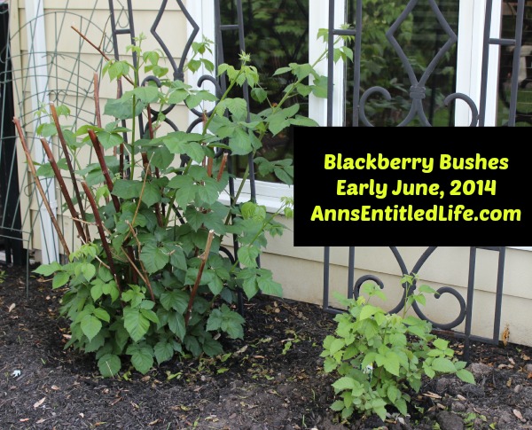 Blackberry Bushes Early June, 2014