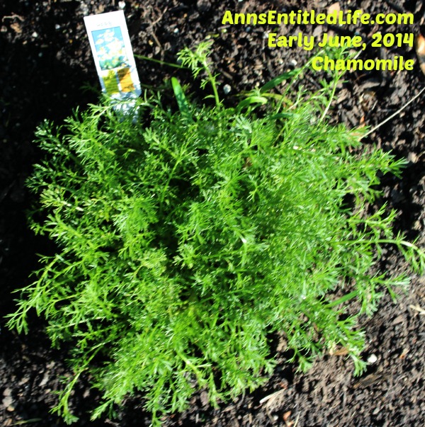 chamomile Plants Early June, 2014