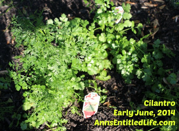 Cilantro Plants Early June, 2014