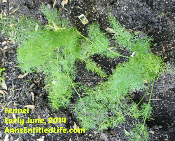 Fennel Plants Early June, 2014