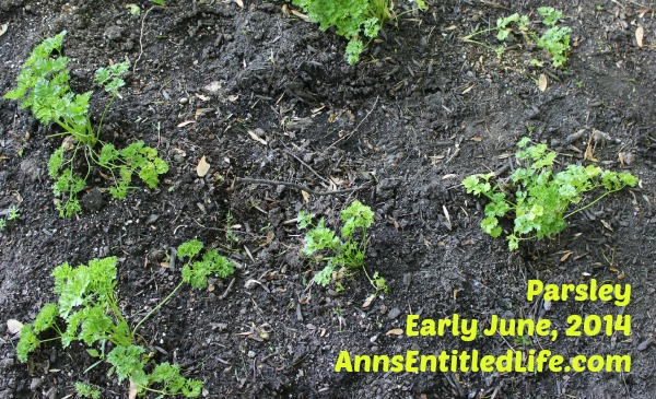 Parsley Plants Early June, 2014