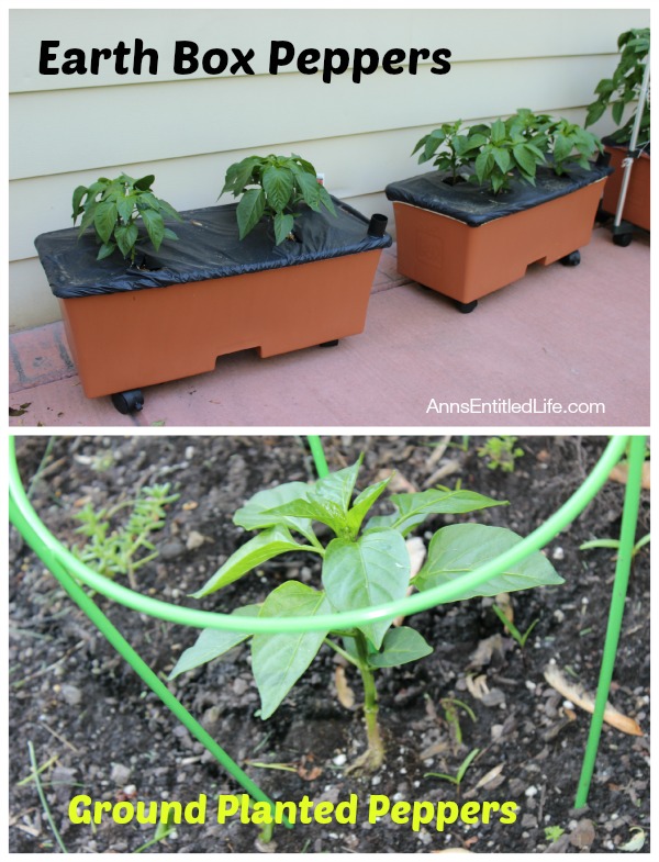 Pepper Plants Early June, 2014