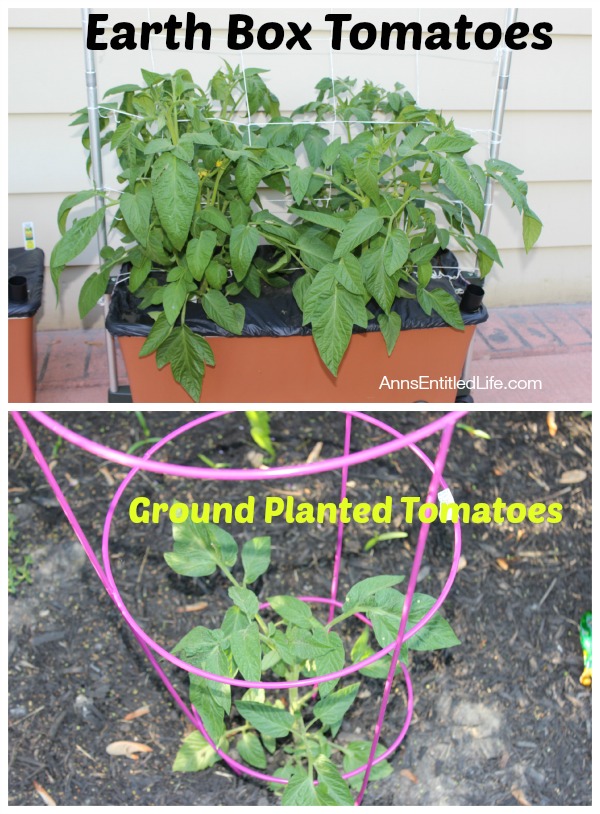 Tomato Plants Early June, 2014