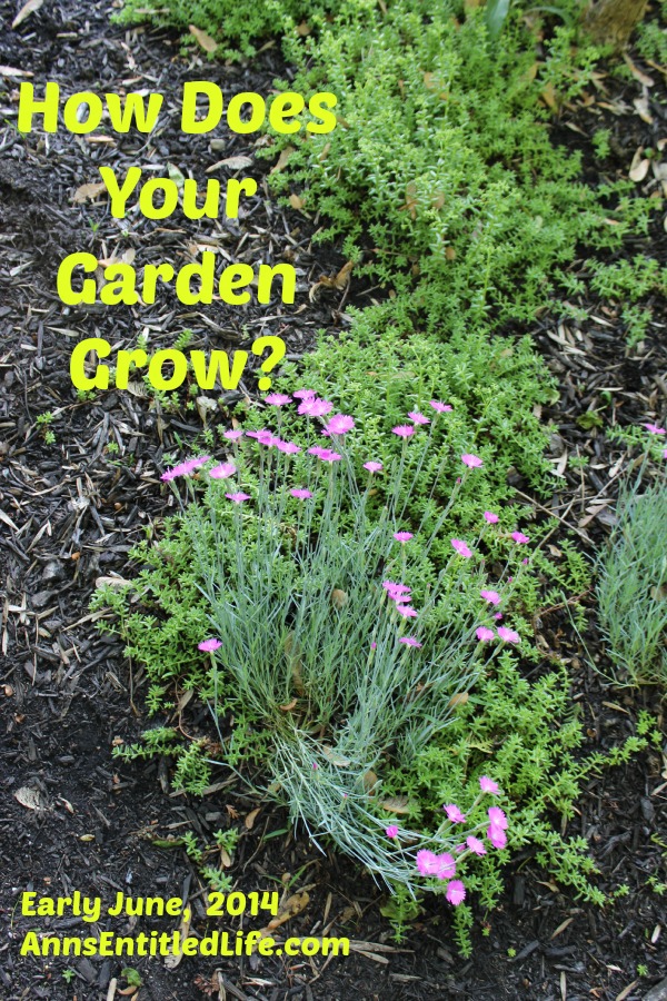 How Does Your Garden Grow? Early June, 2014