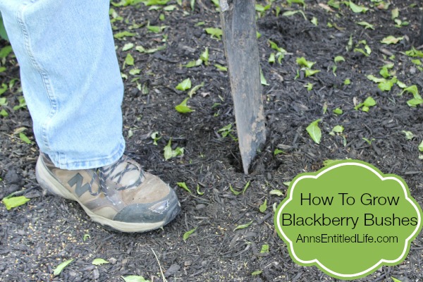 How To Grow Blackberry Bushes