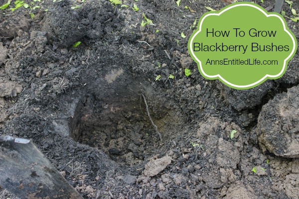 How To Grow Blackberry Bushes