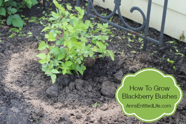 How To Grow Blackberry Bushes