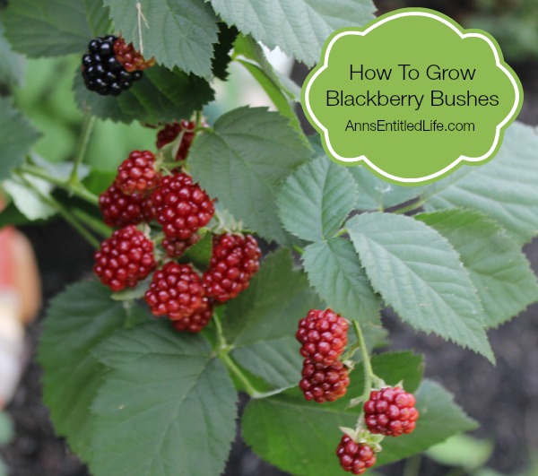 How To Grow Blackberry Bushes
