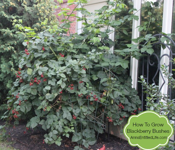 How To Grow Blackberry Bushes