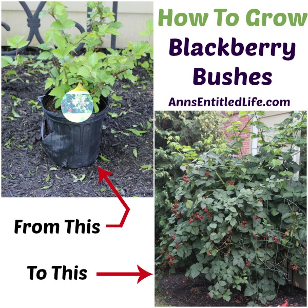 Blackberry Planting Directions – Learn How To Grow Blackberries