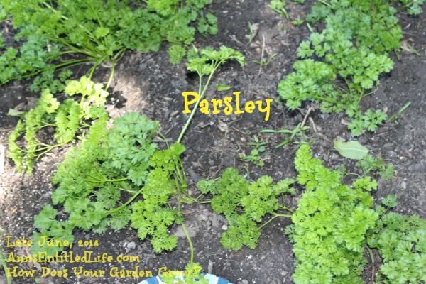 Parsley