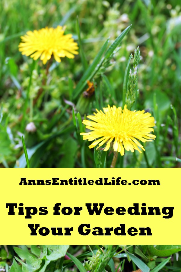 Tips For Weeding Your Garden. It's that time of year: summer and gardening season is in full swing. And with it, comes the weeds. And more weeds. And more weeds.  Regardless of how diligent at preventative weed measures, if you have a garden, you will have weeds.  The seeds from weeds can lay dormant for years. They are out there, just waiting to spring up one night!