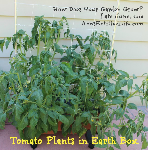 Tomato Plants