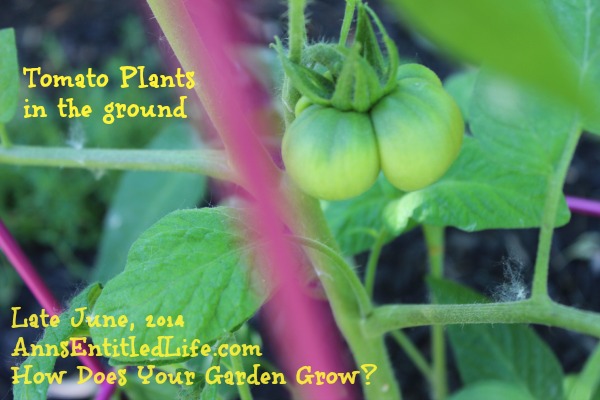 Tomato Plants