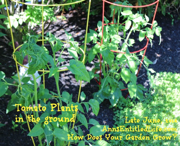 How Does Your Garden Grow? Late June, 2014