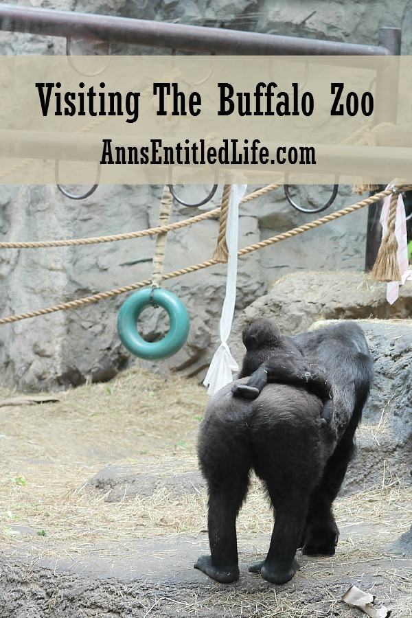 A gorilla walking away with a baby gorilla on her back.