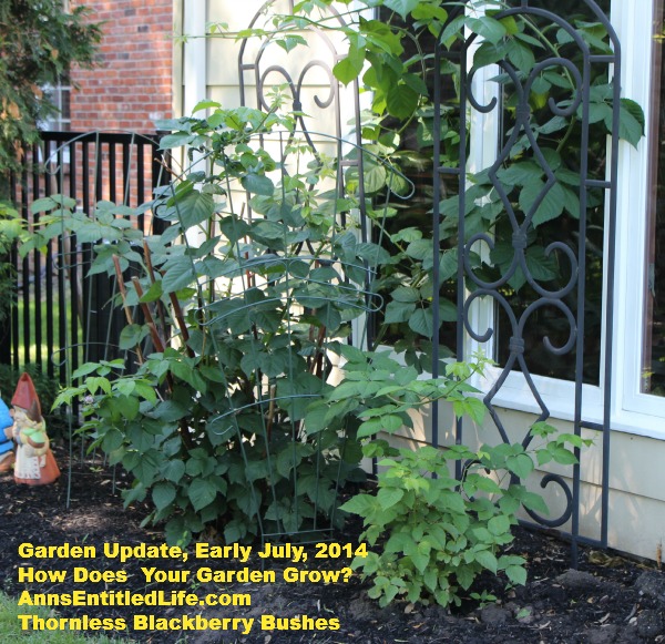 Garden Update, Early July, 2014