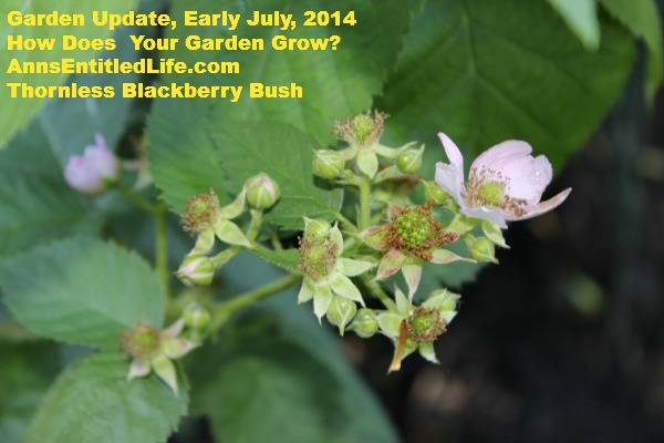 Garden Update, Early July, 2014
