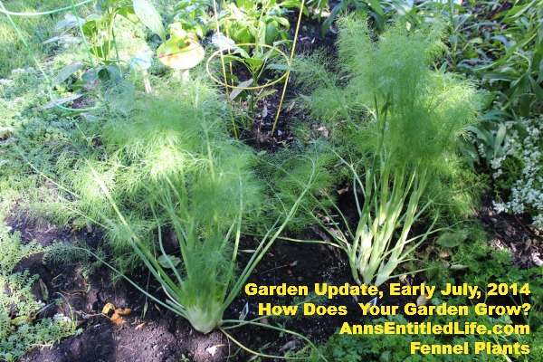 Garden Update, Early July, 2014