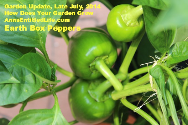 Garden Update, Late July, 2014