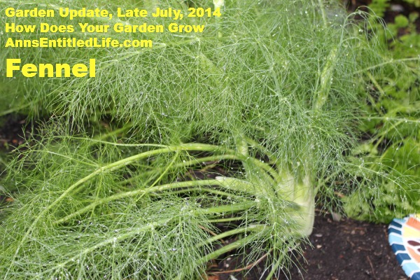 Garden Update, Late July, 2014