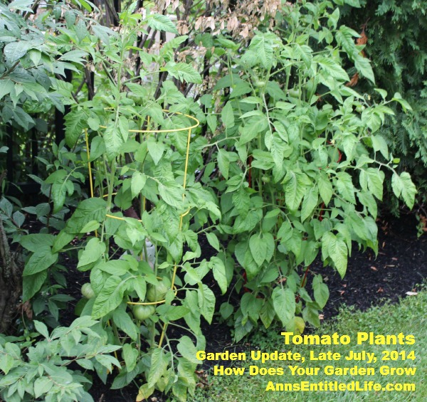 Garden Update, Late July, 2014