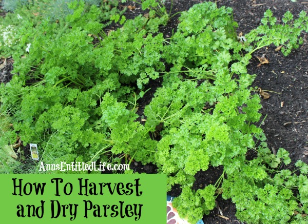 How To Harvest and Dry Parsley