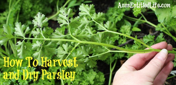 How To Harvest and Dry Parsley