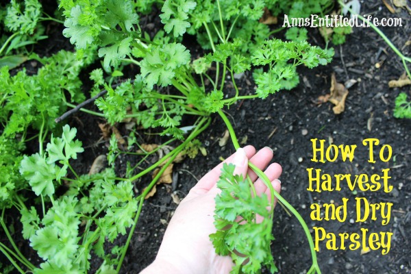 How To Harvest and Dry Parsley