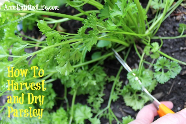 How To Harvest and Dry Parsley