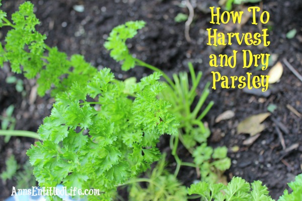 How To Harvest and Dry Parsley