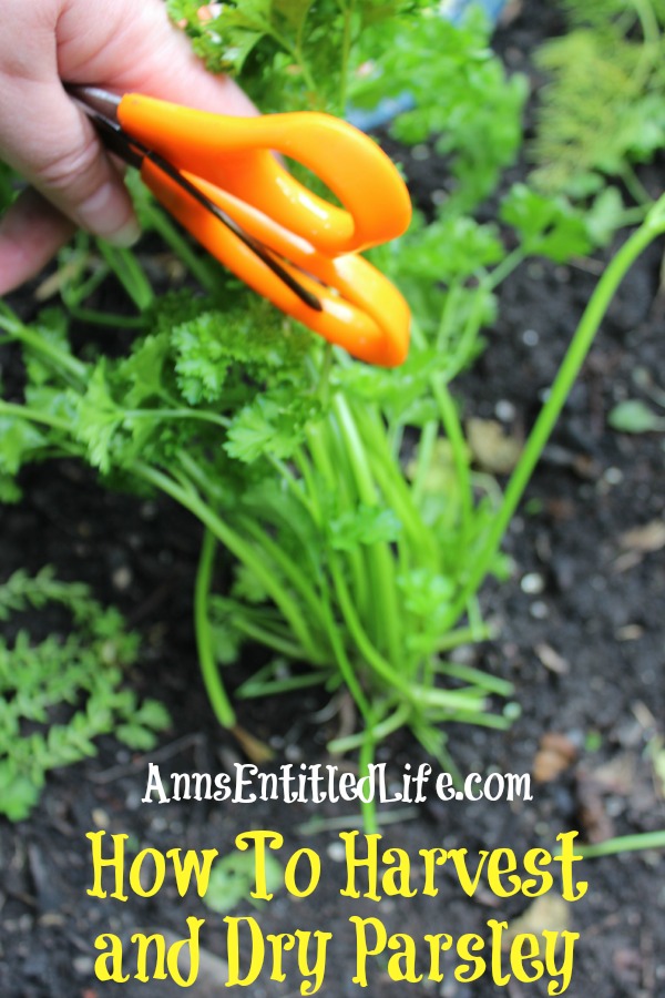 How To Harvest and Dry Parsley. Parsley is a great herb to grow that can be harvested throughout the summer growing season. Here are step by step instructions to harvesting, and drying, parsley.