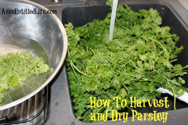 How To Harvest and Dry Parsley