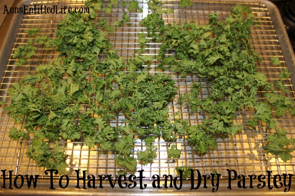 How To Harvest and Dry Parsley