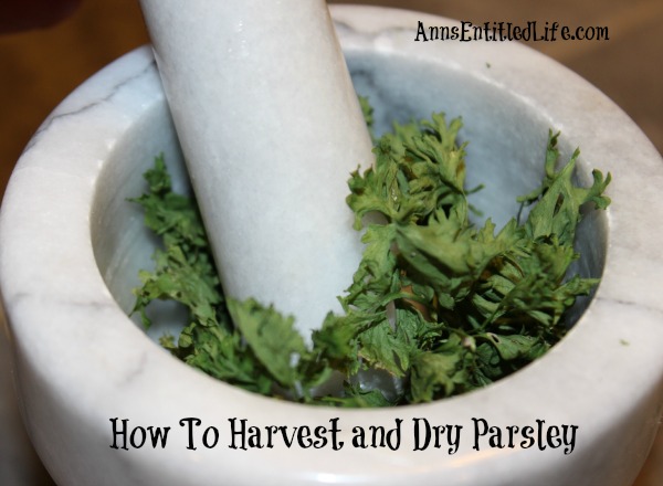 How To Harvest and Dry Parsley
