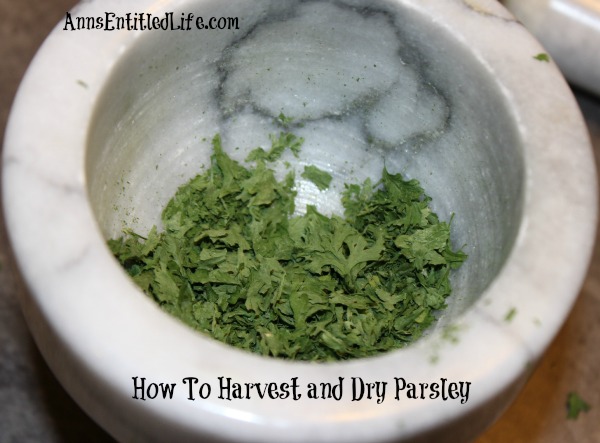 How To Harvest and Dry Parsley